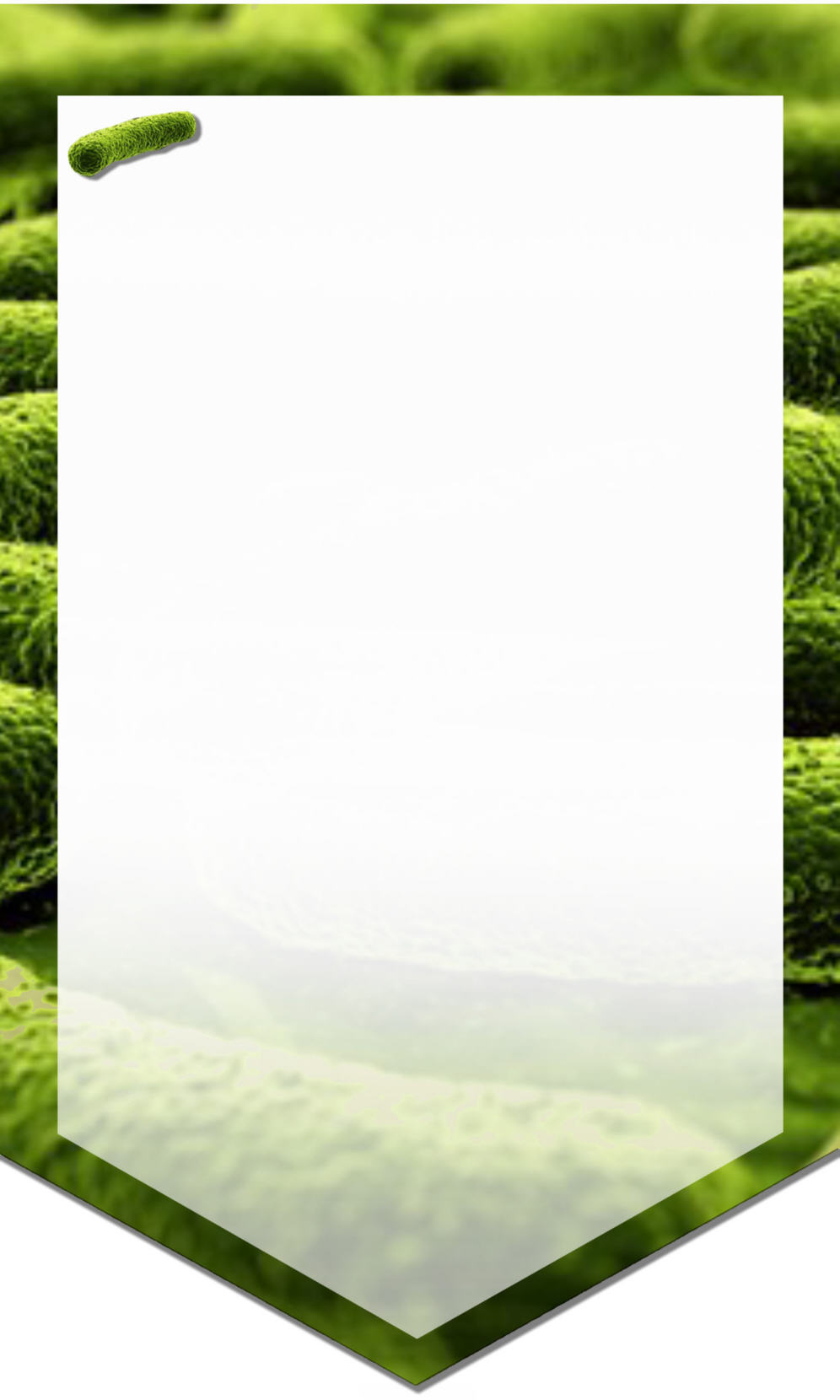 la vie des bact&eacute;ries dans la  m&eacute;thanisation